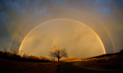 tree-and-rainbows1